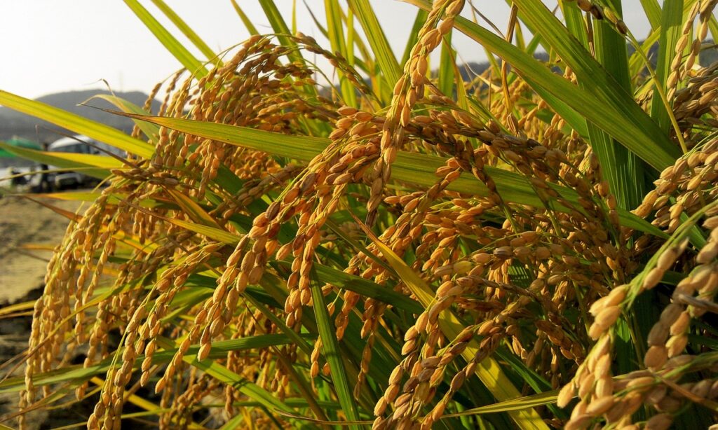 autumn, farmer, rice, field, wheat, harvest, country, tour, fresh, farm, food, rice, rice, rice, rice, rice