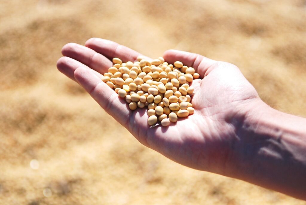 soybean, hand, agro, harvest, seeds, leguminous, soybean, soybean, soybean, soybean, soybean, agro